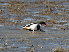 Common Shelduck