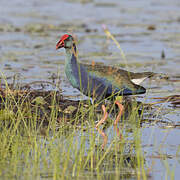 African Swamphen