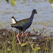 African Swamphen