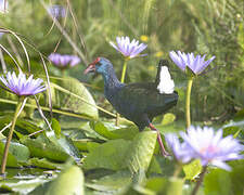 African Swamphen