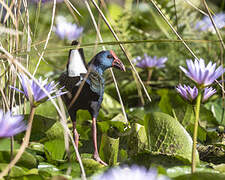 African Swamphen