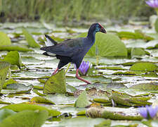 African Swamphen