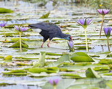 African Swamphen