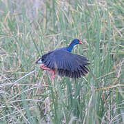 Western Swamphen