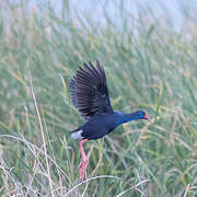 Western Swamphen