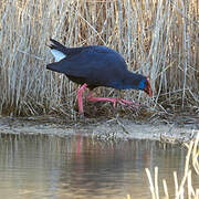 Western Swamphen