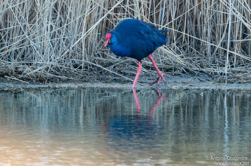 Western Swamphen