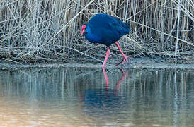 Western Swamphen