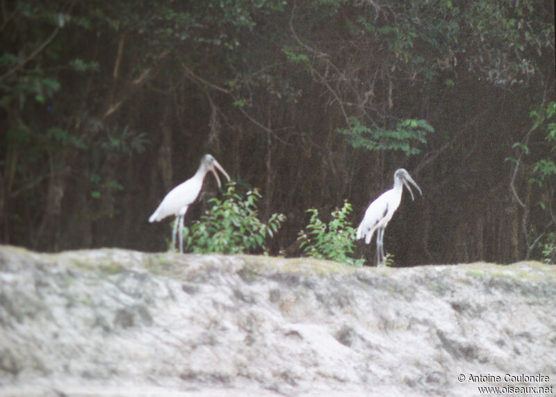 Wood Storkadult