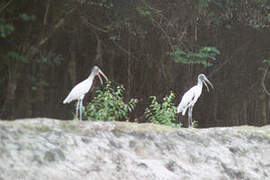 Wood Stork