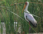 Tantale ibis