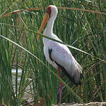 Tantale ibis