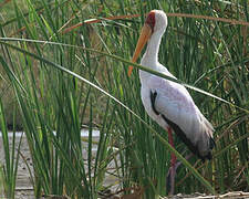 Yellow-billed Stork