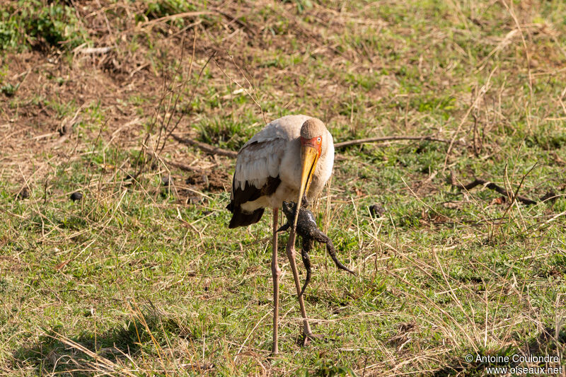 Yellow-billed Storkadult, fishing/hunting