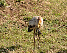 Yellow-billed Stork