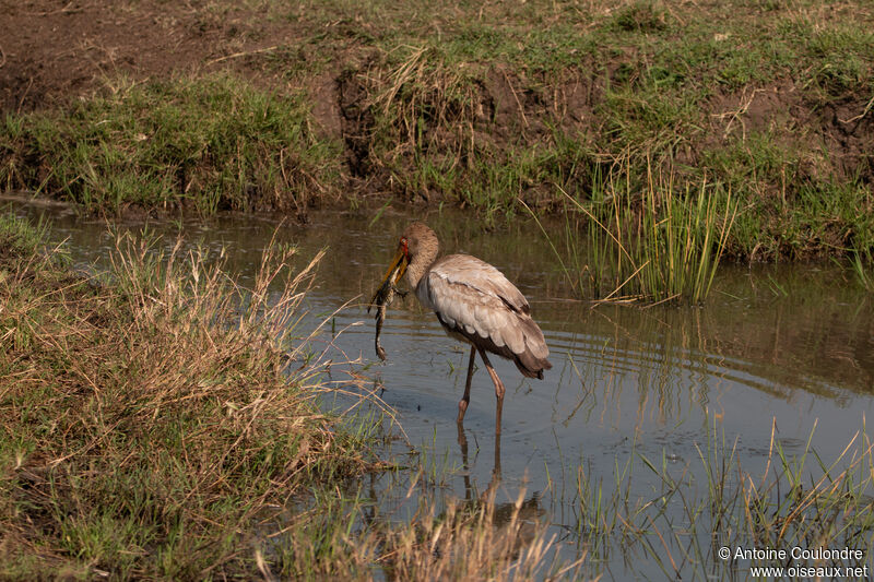 Tantale ibisadulte, pêche/chasse