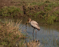 Yellow-billed Stork