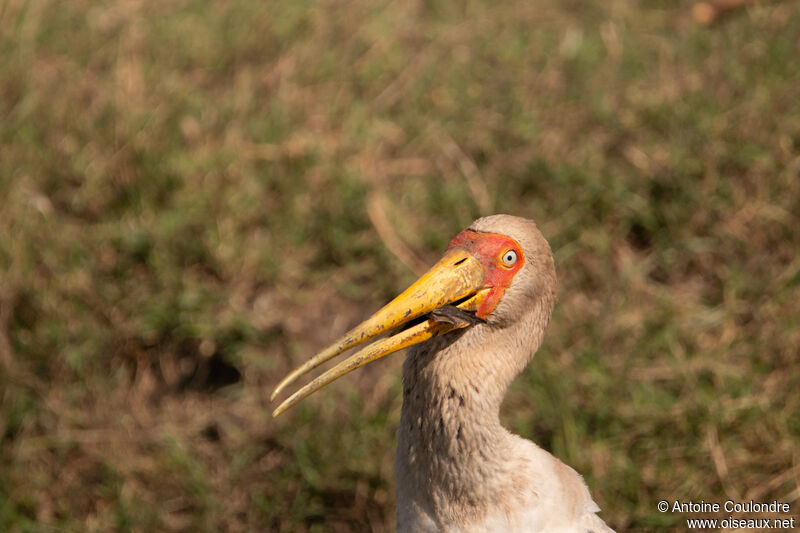 Yellow-billed Storkadult, fishing/hunting, eats