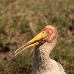 Tantale ibis