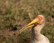 Yellow-billed Stork