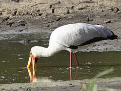 Yellow-billed Stork