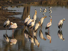 Yellow-billed Stork