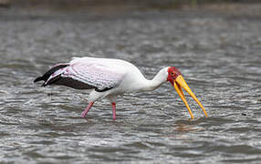 Yellow-billed Stork