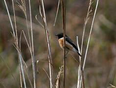 Siberian Stonechat