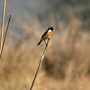 Siberian Stonechat