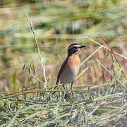 Whinchat