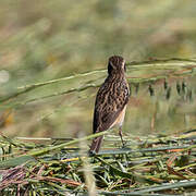 Whinchat