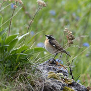 Whinchat