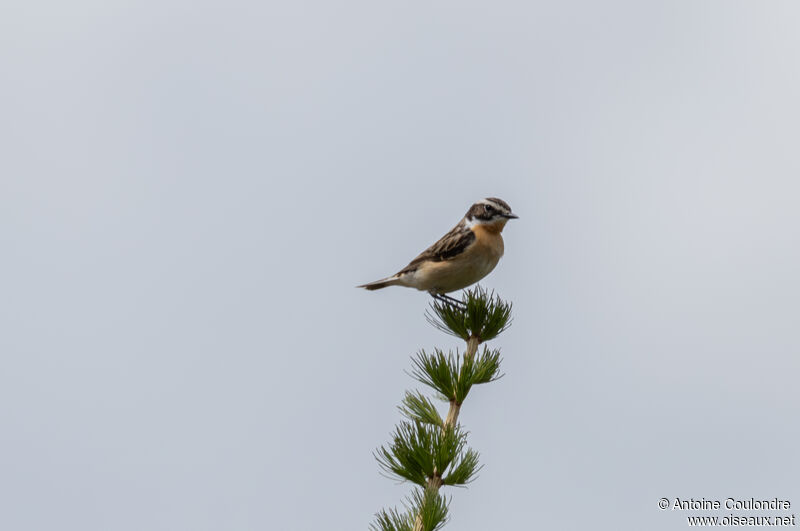 Whinchat male adult breeding