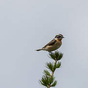 Whinchat