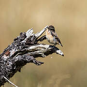 Whinchat