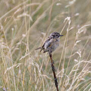 Whinchat