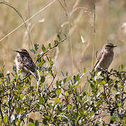 Whinchat