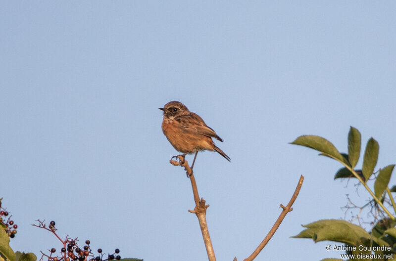 European Stonechatadult post breeding