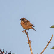 European Stonechat