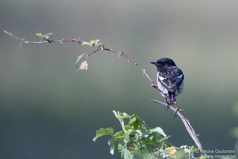 European Stonechat male adult breeding