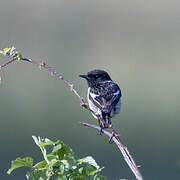 European Stonechat