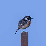 European Stonechat