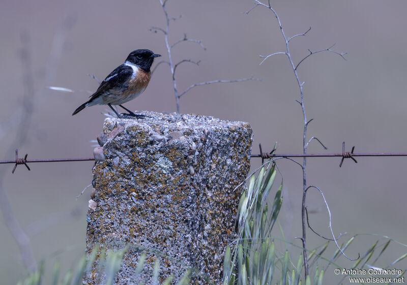 European Stonechat male adult breeding