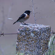 European Stonechat