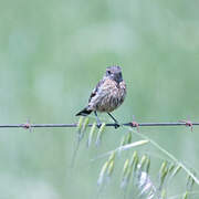 European Stonechat