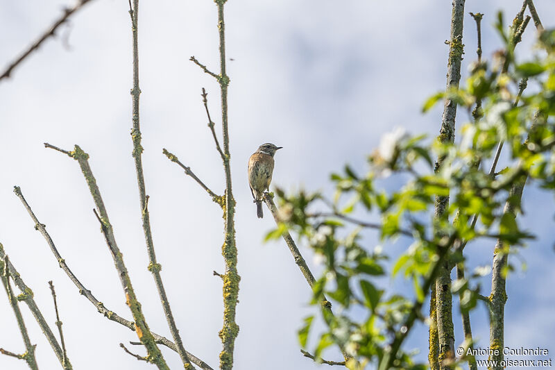 European Stonechat female adult breeding