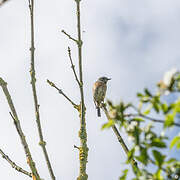 European Stonechat