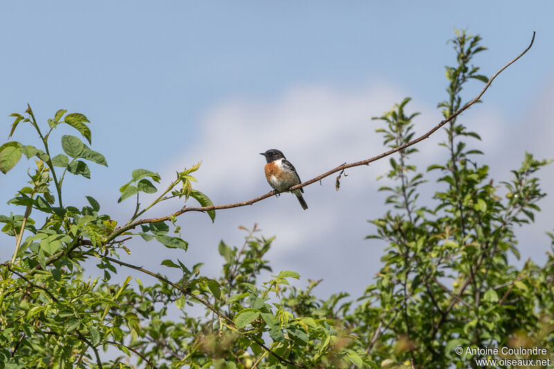 European Stonechat male adult breeding