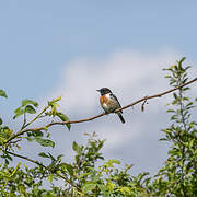 European Stonechat