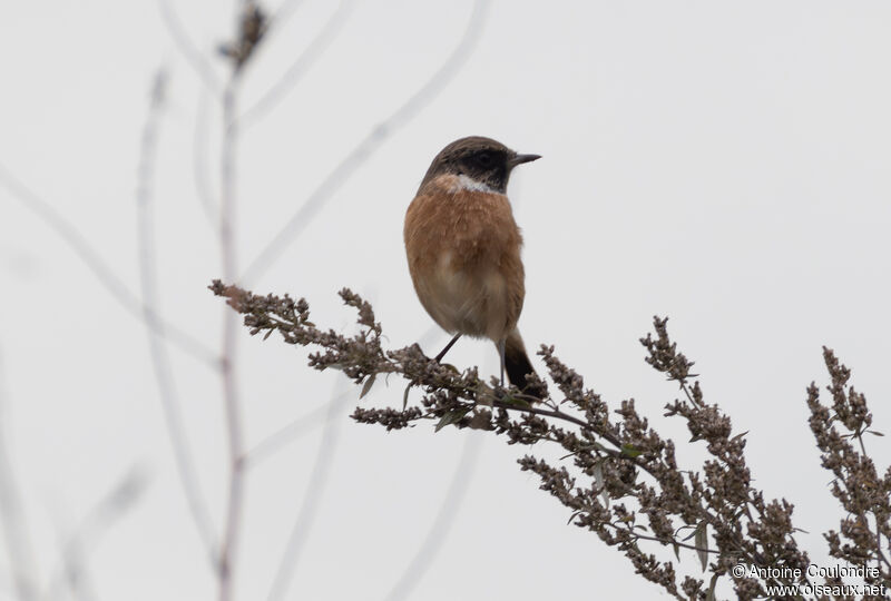 European Stonechat male adult post breeding